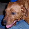 Rescue Dog